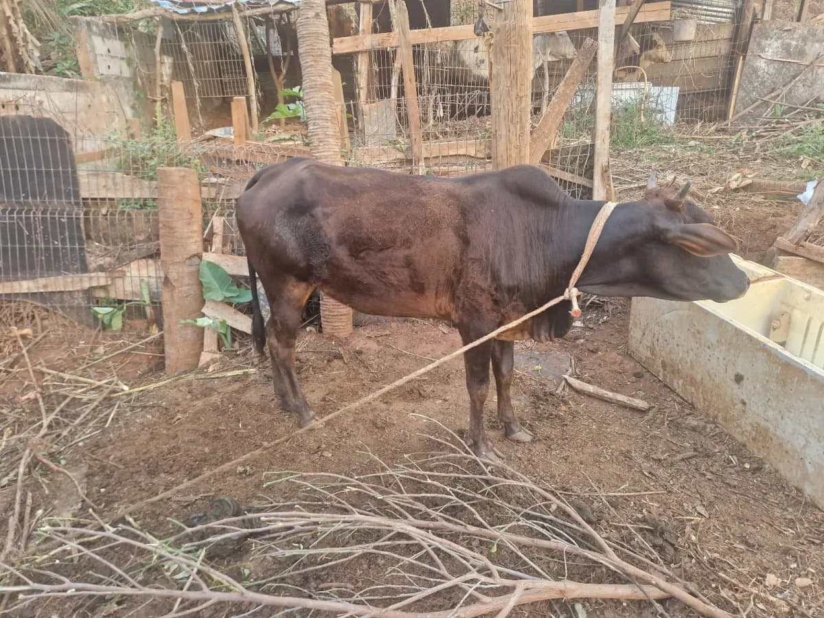 Photo de l'annonce : M'tsaba — Chiconi (Animaux)