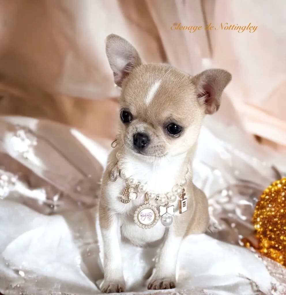 Photo de l'annonce : Adorable et magnifique chiot chihuahua en adoption — Tsingoni (Animaux)