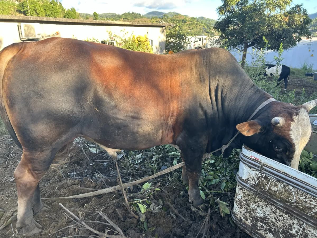 Photo de l'annonce : Vache — Bandraboua · Dzoumogné (Animaux)