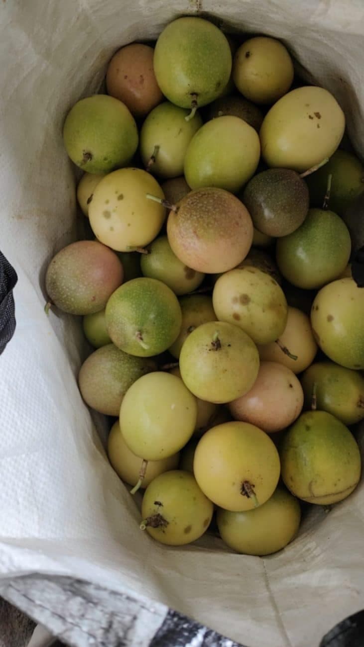 Photo de l'annonce : Fruit de la passion — Ouangani (Autres)